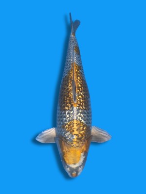 Ginrin Ginga | Koi&Co. Ginrin Ginga | Koi&Co.